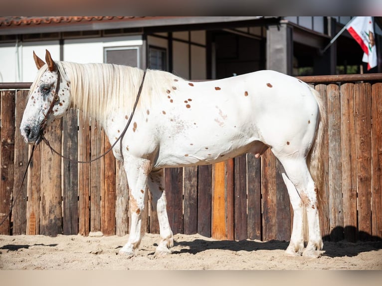 Draft Horse Mix Castrone 14 Anni 163 cm in Murrieta, CA