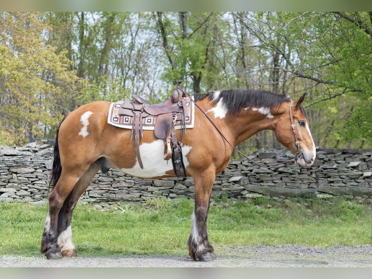 Draft Horse Castrone 14 Anni 165 cm Overo-tutti i colori in Everett Pa