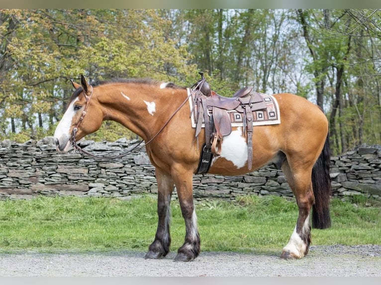 Draft Horse Castrone 14 Anni 165 cm Overo-tutti i colori in Everett Pa