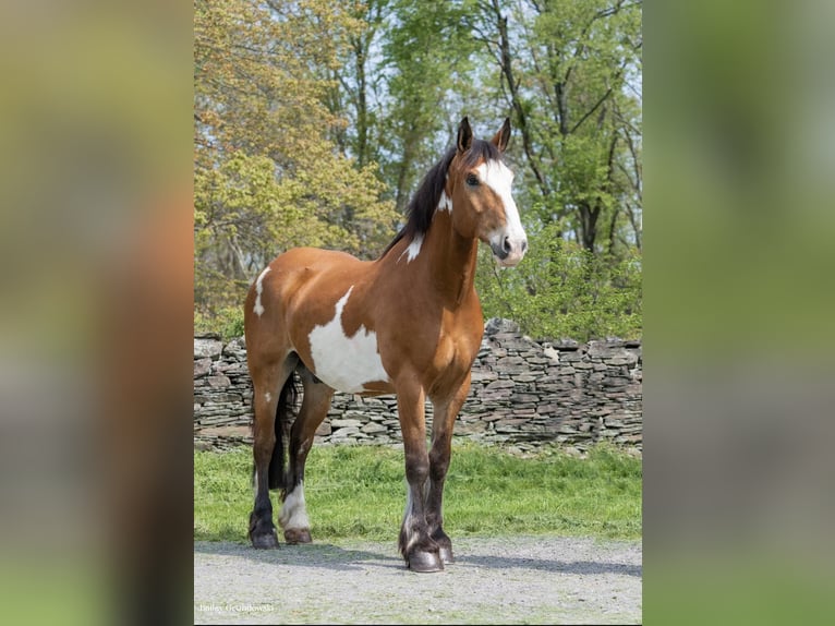 Draft Horse Castrone 14 Anni 165 cm Overo-tutti i colori in Everett Pa