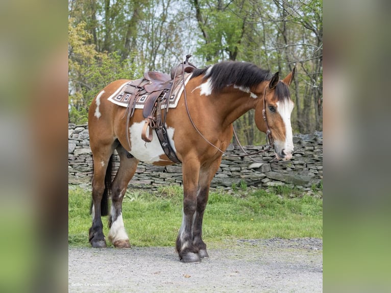 Draft Horse Castrone 14 Anni 165 cm Overo-tutti i colori in Everett Pa