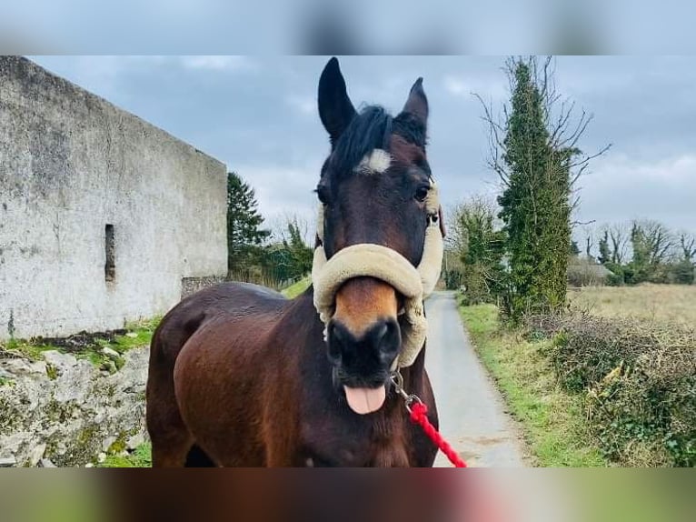 Draft Horse Castrone 14 Anni 167 cm Baio scuro in Sligo