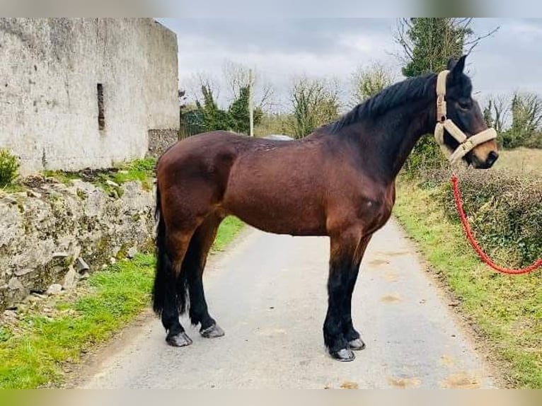 Draft Horse Castrone 14 Anni 167 cm Baio scuro in Sligo