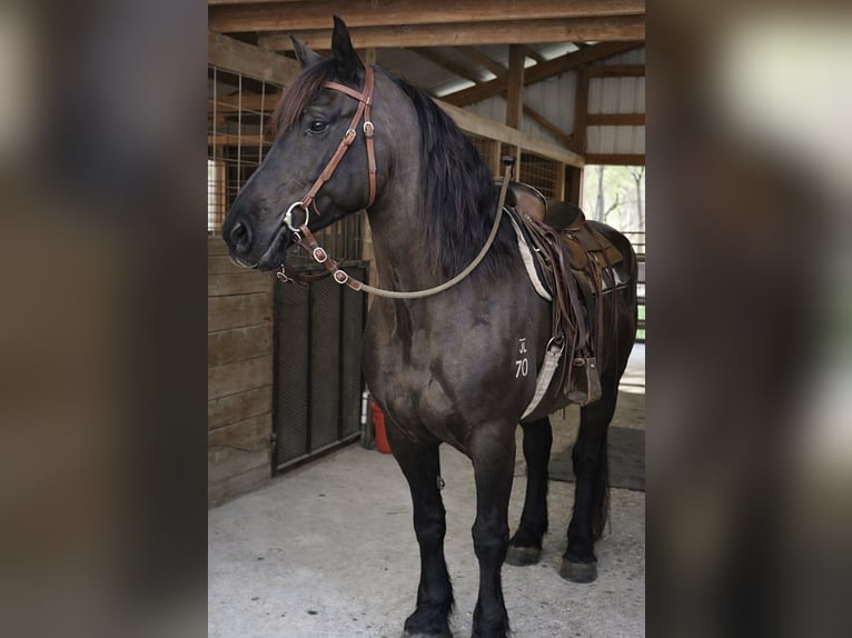 Draft Horse Castrone 14 Anni 168 cm Morello in Land O Lakes
