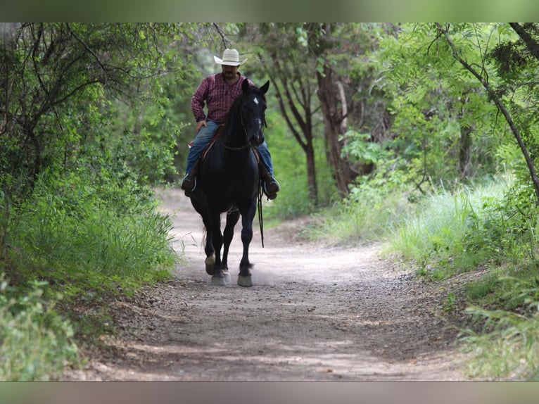 Draft Horse Castrone 14 Anni 168 cm Morello in STEPHENVILLE, TX