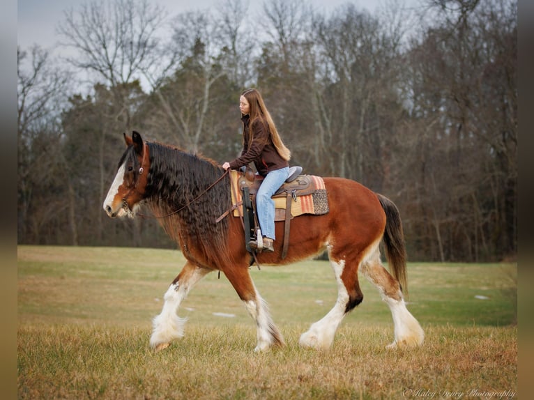 Draft Horse Castrone 14 Anni 175 cm Baio roano in Auburn KY