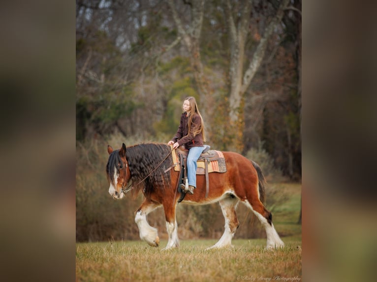 Draft Horse Castrone 14 Anni 175 cm Baio roano in Auburn KY