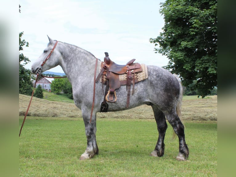 Draft Horse Castrone 14 Anni 175 cm Grigio pezzato in Everett Pa