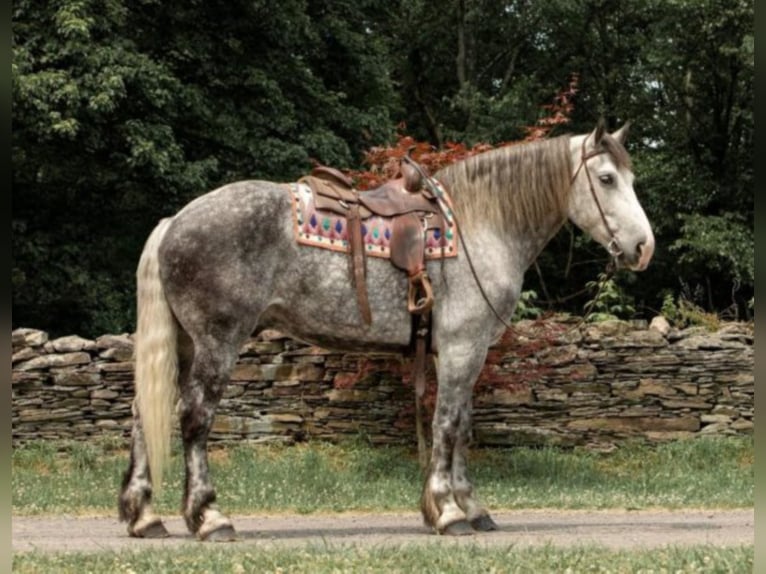 Draft Horse Castrone 14 Anni 175 cm Grigio pezzato in Everett Pa
