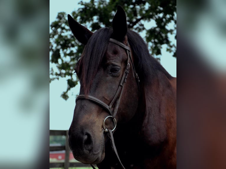 Draft Horse Castrone 14 Anni 175 cm Morello in Highland Mi