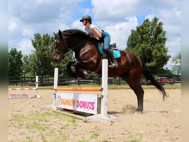 Draft Horse Castrone 14 Anni 175 cm Morello in Highland Mi