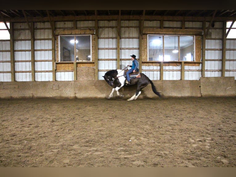 Draft Horse Castrone 14 Anni Morello in Highland, MI