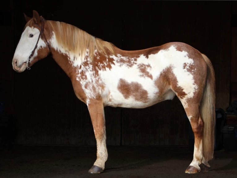 Draft Horse Castrone 14 Anni Overo-tutti i colori in Highland MI