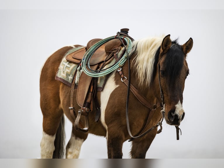 Draft Horse Mix Castrone 14 Anni Pezzato in Caldwell