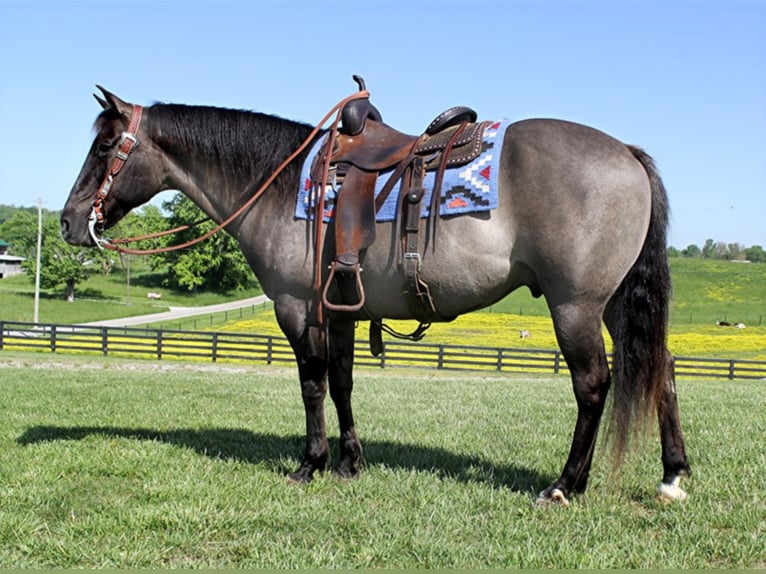 Draft Horse Castrone 15 Anni 155 cm Grullo in Whitley City Ky