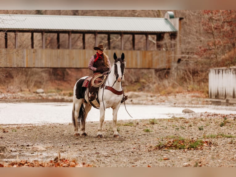 Draft Horse Mix Castrone 15 Anni 163 cm in Andover, OH