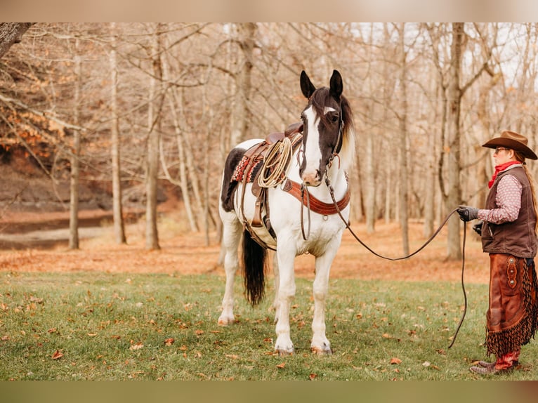 Draft Horse Mix Castrone 15 Anni 163 cm in Andover, OH