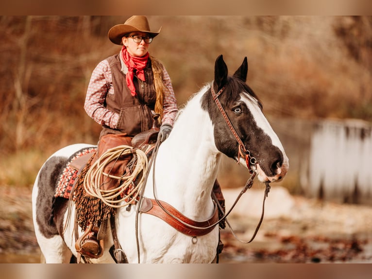 Draft Horse Mix Castrone 15 Anni 163 cm in Andover, OH