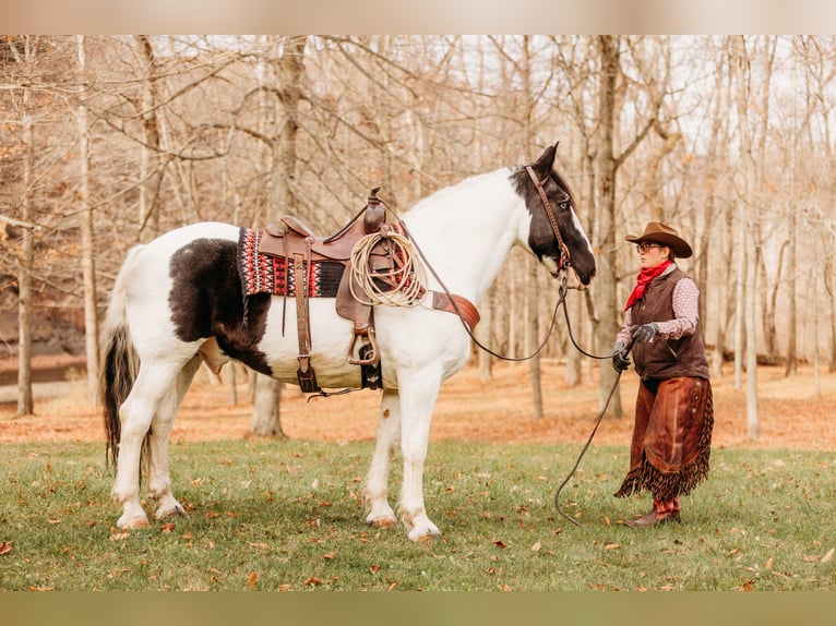 Draft Horse Mix Castrone 15 Anni 163 cm in Andover, OH