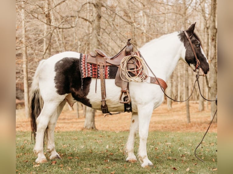 Draft Horse Mix Castrone 15 Anni 163 cm in Andover, OH