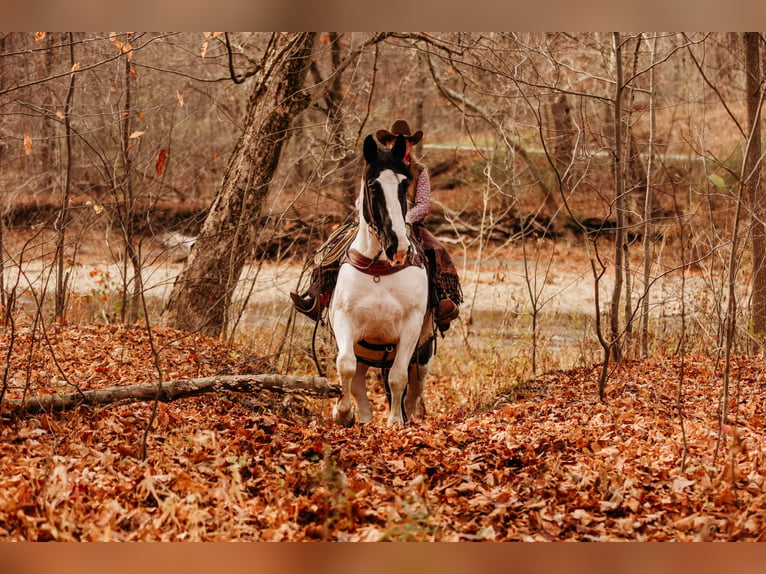 Draft Horse Mix Castrone 15 Anni 163 cm in Andover, OH