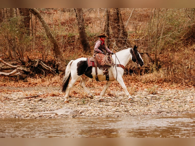 Draft Horse Mix Castrone 15 Anni 163 cm in Andover, OH