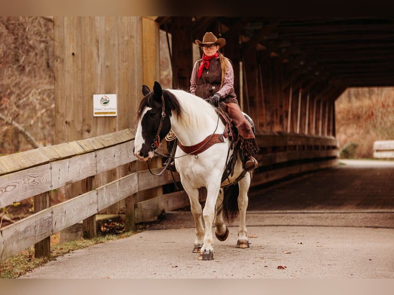 Draft Horse Mix Castrone 15 Anni 163 cm in Andover, OH