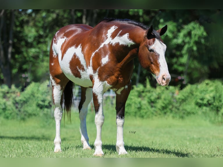 Draft Horse Mix Castrone 15 Anni 163 cm Pezzato in Ravenna
