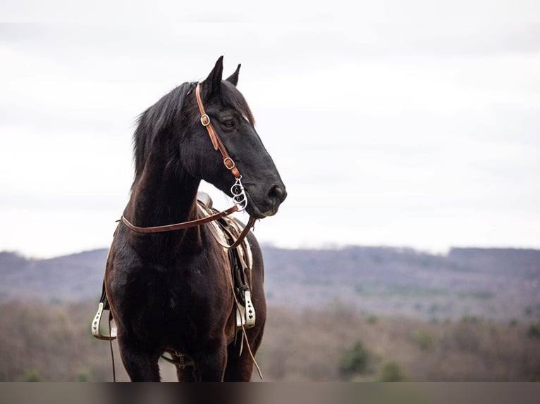 Draft Horse Castrone 15 Anni 173 cm Morello in Everett PA