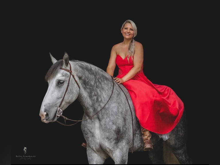 Draft Horse Castrone 15 Anni 175 cm Grigio pezzato in Everett Pa