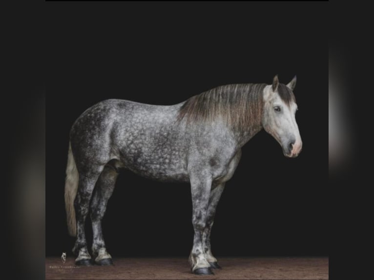 Draft Horse Castrone 15 Anni 175 cm Grigio pezzato in Everett Pa