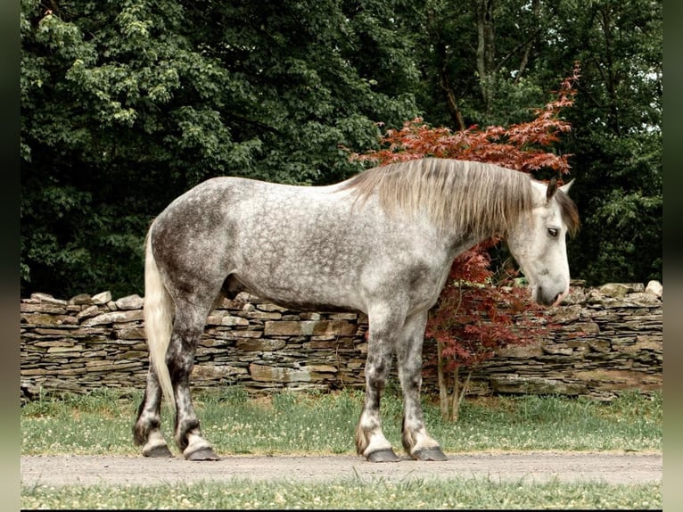 Draft Horse Castrone 15 Anni 175 cm Grigio pezzato in Everett Pa