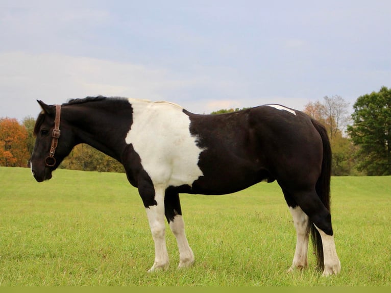 Draft Horse Castrone 15 Anni Morello in Highland, MI