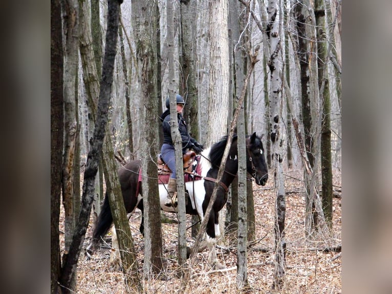 Draft Horse Castrone 15 Anni Morello in Highland, MI