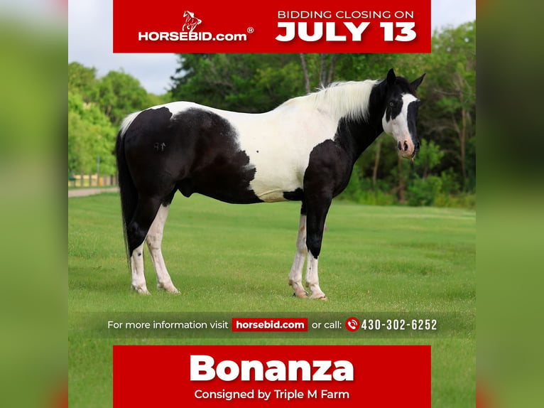 Draft Horse Mix Castrone 15 Anni Pezzato in Forney