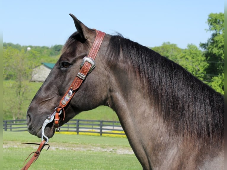 Draft Horse Castrone 16 Anni 155 cm Grullo in Whitley City Ky