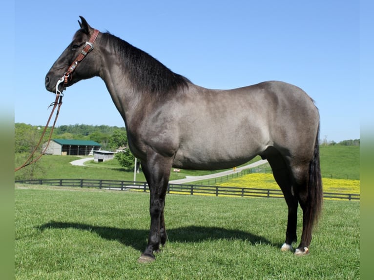 Draft Horse Castrone 16 Anni 155 cm Grullo in Whitley City Ky