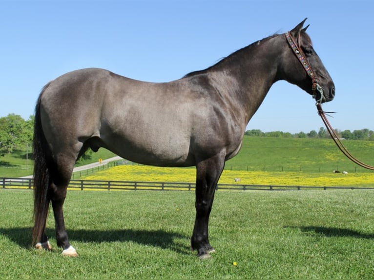 Draft Horse Castrone 16 Anni 155 cm Grullo in Whitley City Ky