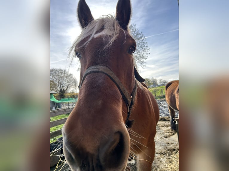 Draft Horse Castrone 16 Anni Sauro in Kettenis