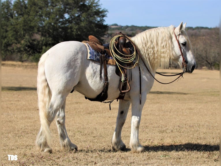 Draft Horse Castrone 17 Anni 150 cm Grigio in Stephenville TX