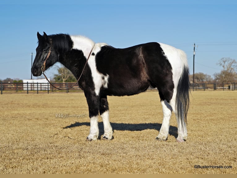Draft Horse Castrone 17 Anni Tobiano-tutti i colori in Weatherford TX
