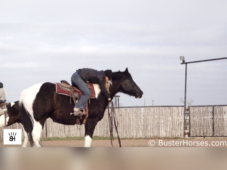 Draft Horse Castrone 17 Anni Tobiano-tutti i colori in Weatherford TX