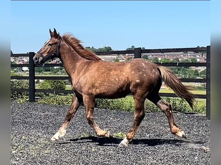 Draft Horse Castrone 1 Anno 168 cm Sauro scuro in leeds