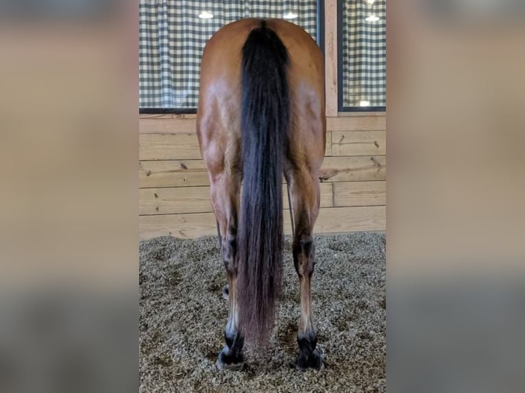 Draft Horse Castrone 21 Anni 163 cm Tobiano-tutti i colori in walkerton IN