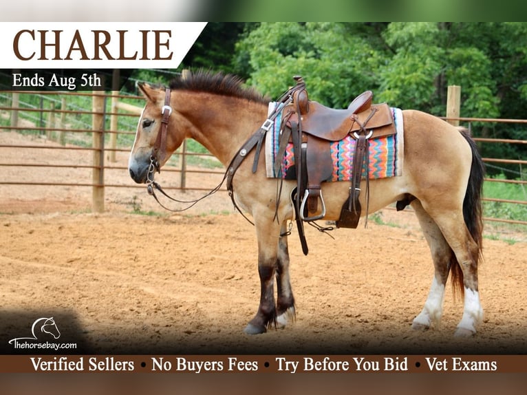 Draft Horse Mix Castrone 3 Anni 140 cm Pelle di daino in Tompkinsville, KY