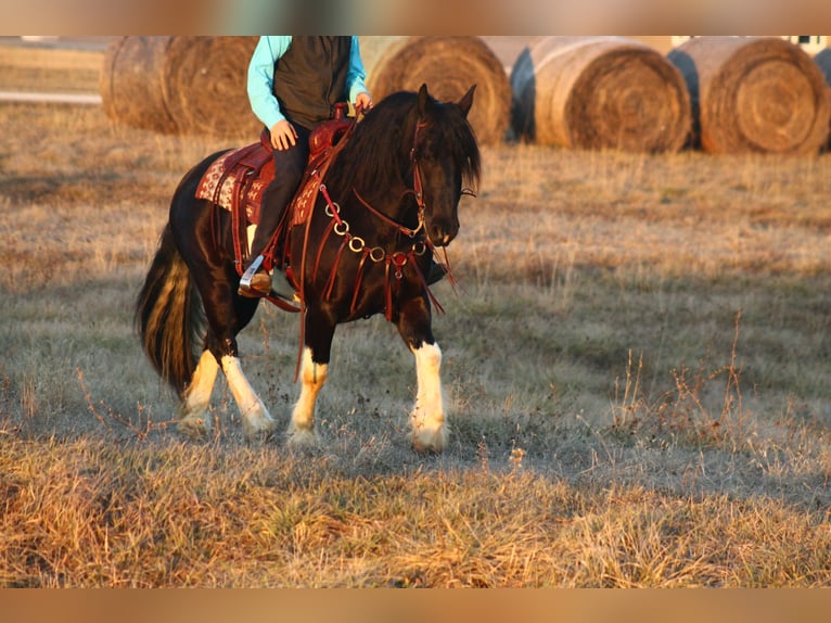 Draft Horse Mix Castrone 3 Anni 152 cm in Cincinnati, IA