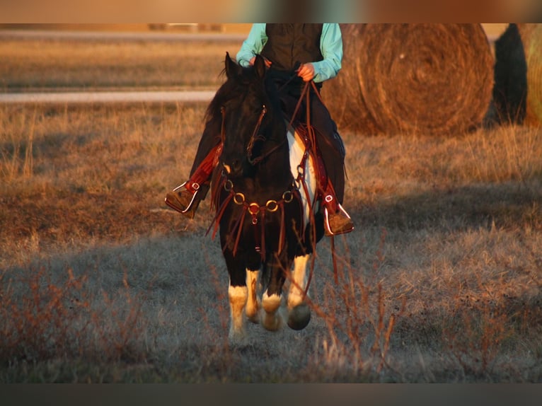 Draft Horse Mix Castrone 3 Anni 152 cm in Cincinnati, IA