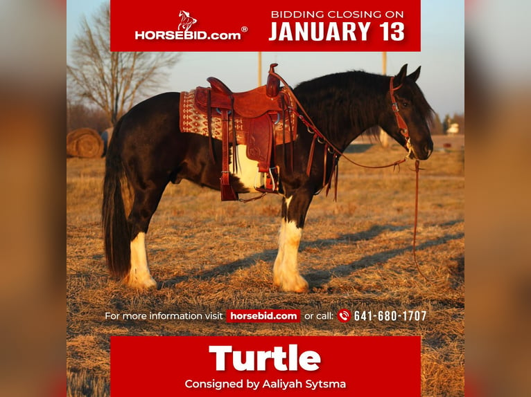 Draft Horse Mix Castrone 3 Anni 152 cm in Cincinnati, IA