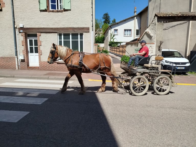 Draft Horse Castrone 3 Anni 153 cm Sauro in Souternon