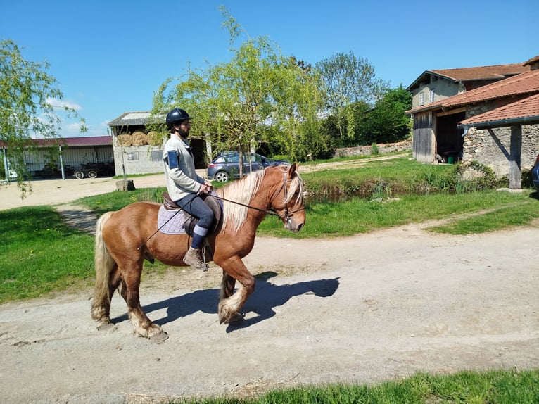 Draft Horse Castrone 3 Anni 153 cm Sauro in Souternon